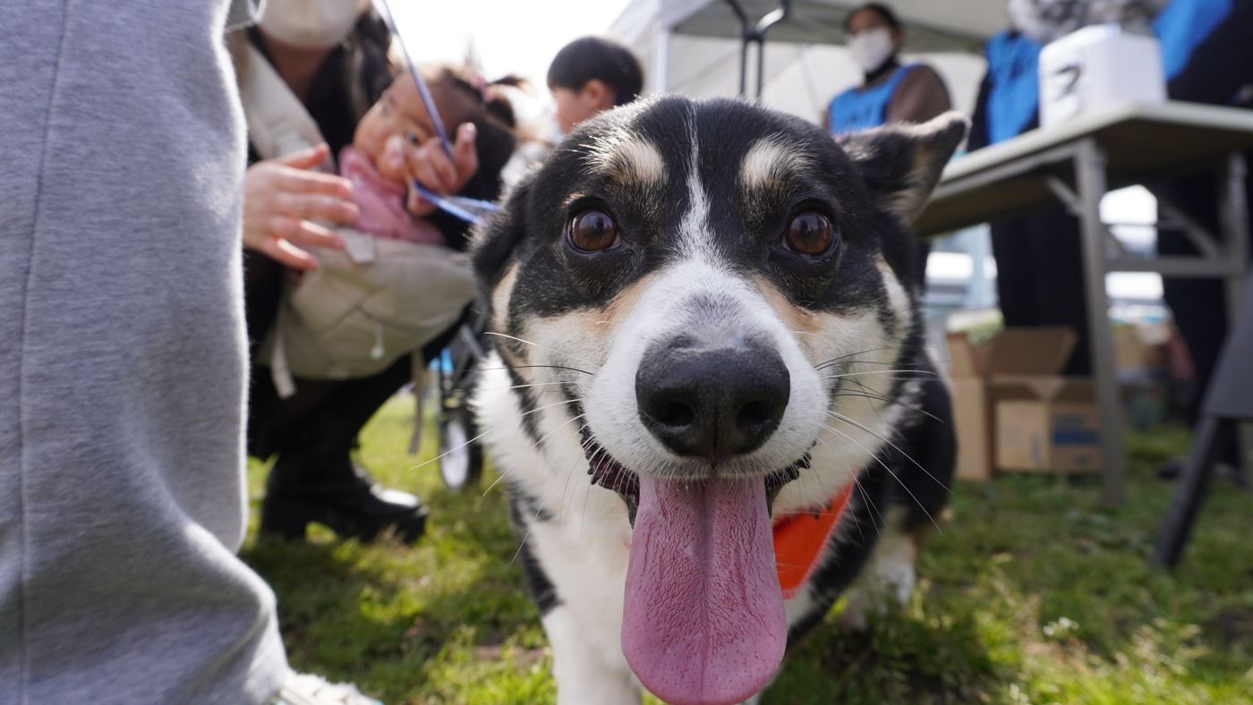 受付で笑顔を見せる犬
