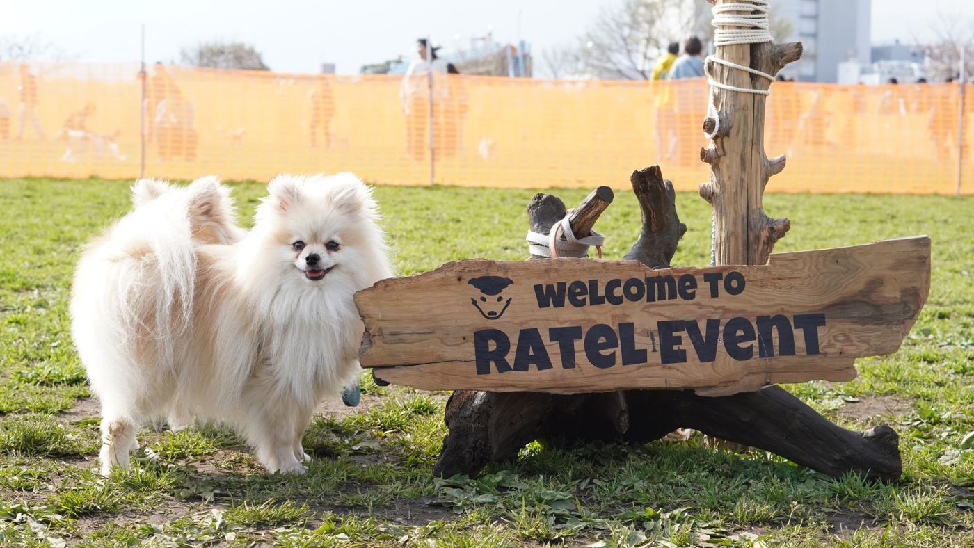 看板の前で遊ぶ2頭の犬