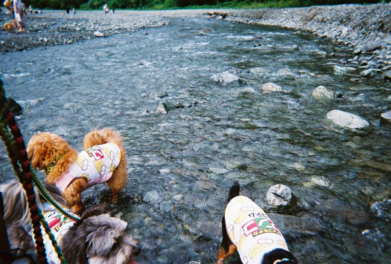 川辺で遊ぶ犬たち
