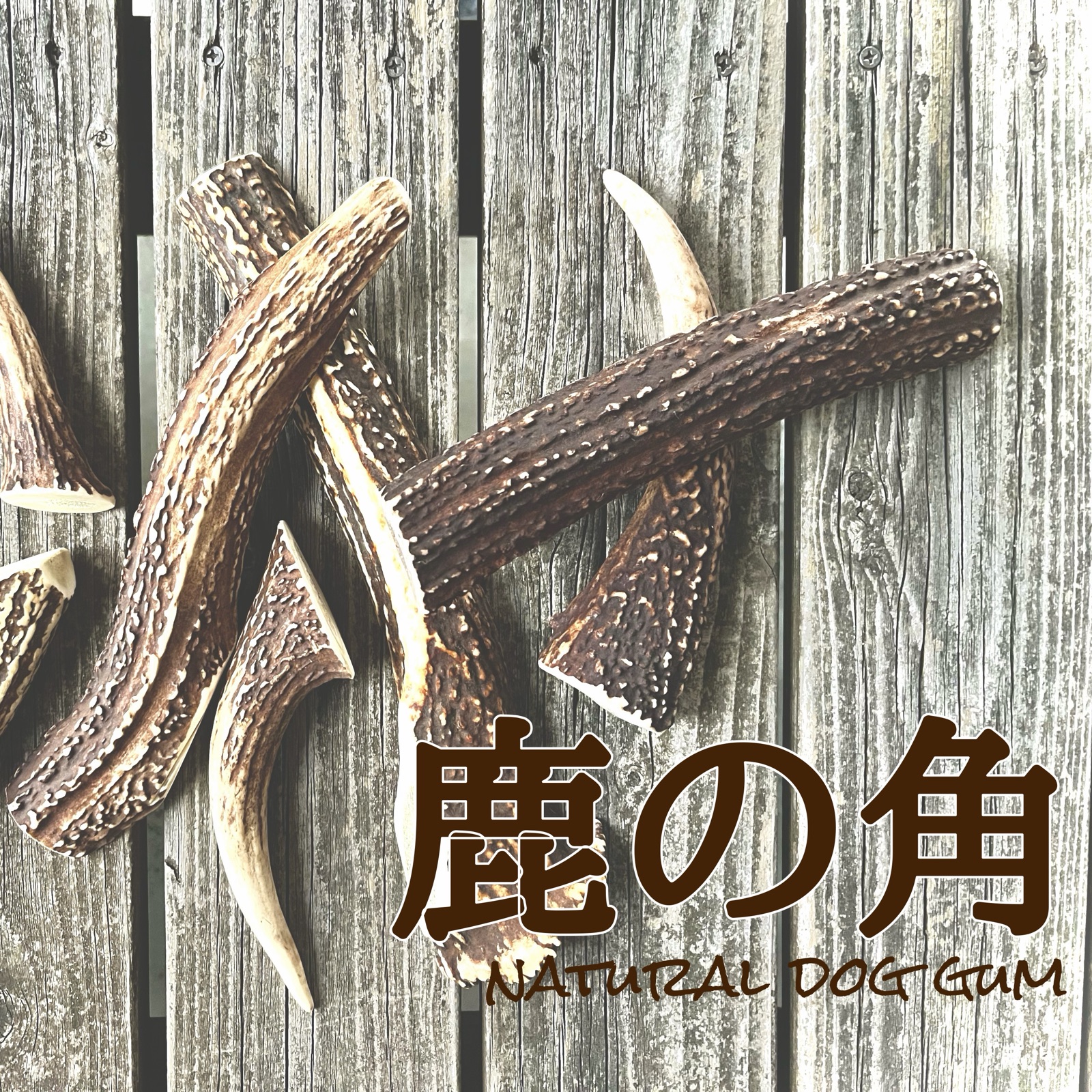 エゾ鹿の角～どっぐらっど～