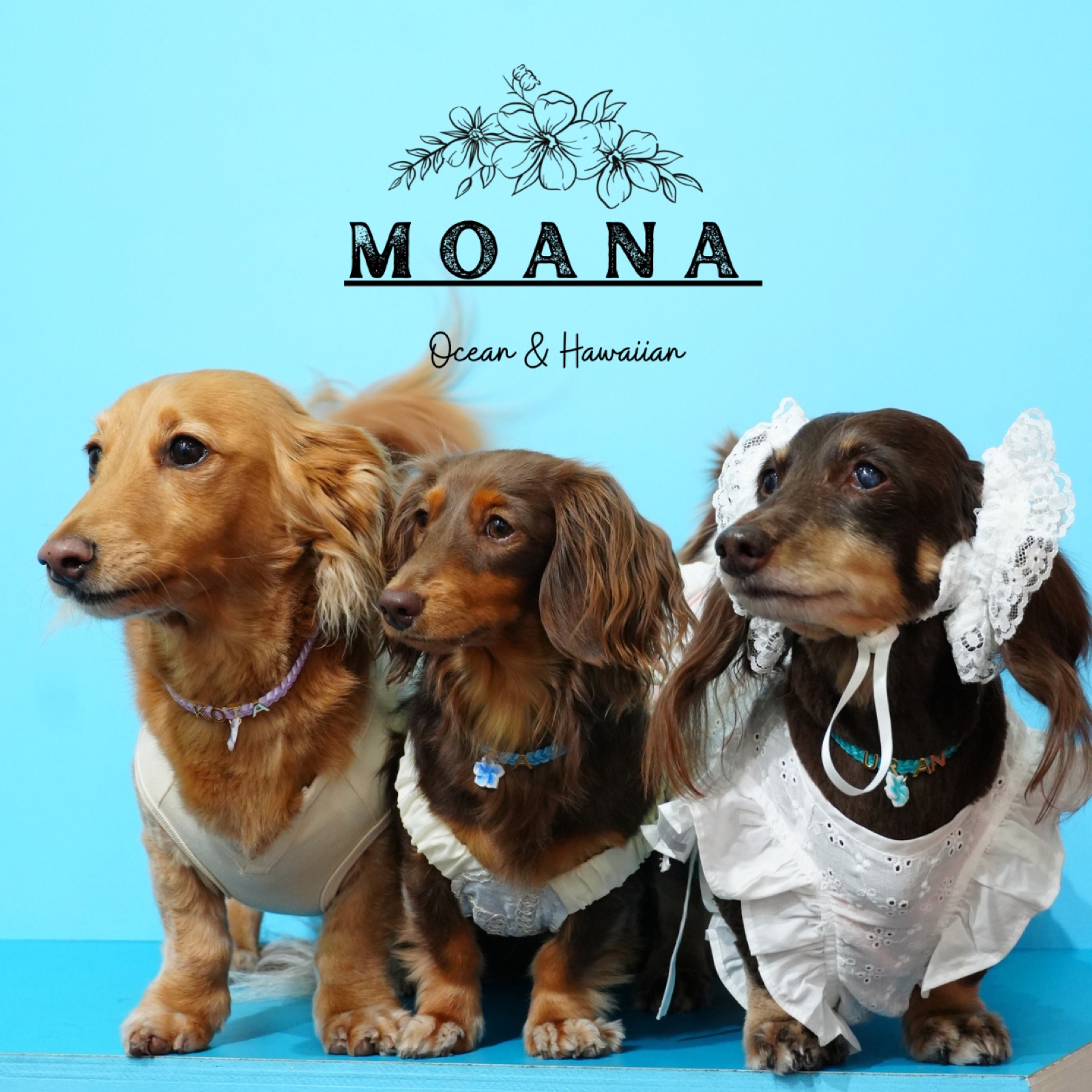 Moana／Cafe Merry