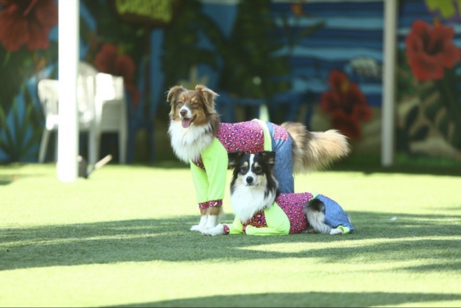 JANDS dogwear