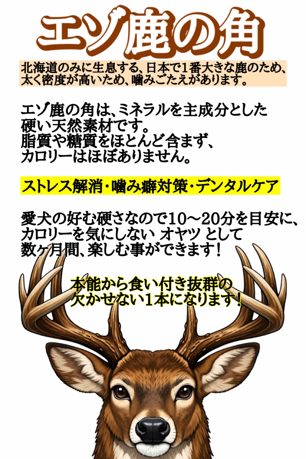 エゾ鹿の角～どっぐらっど～