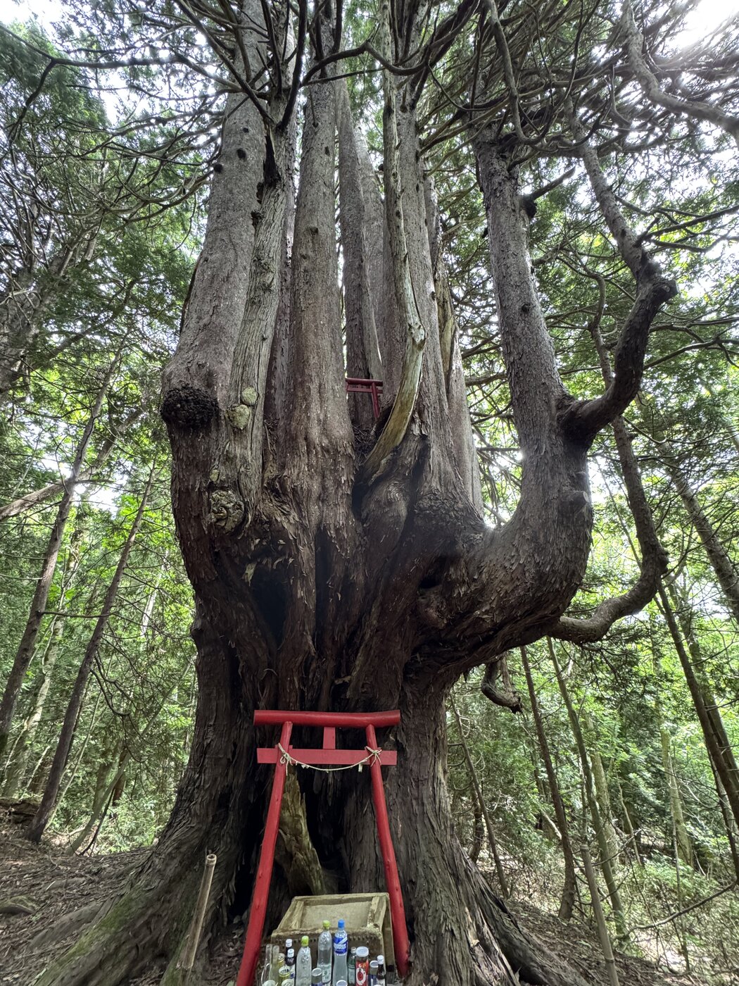 鳥居が置かれた青森ひばの古木