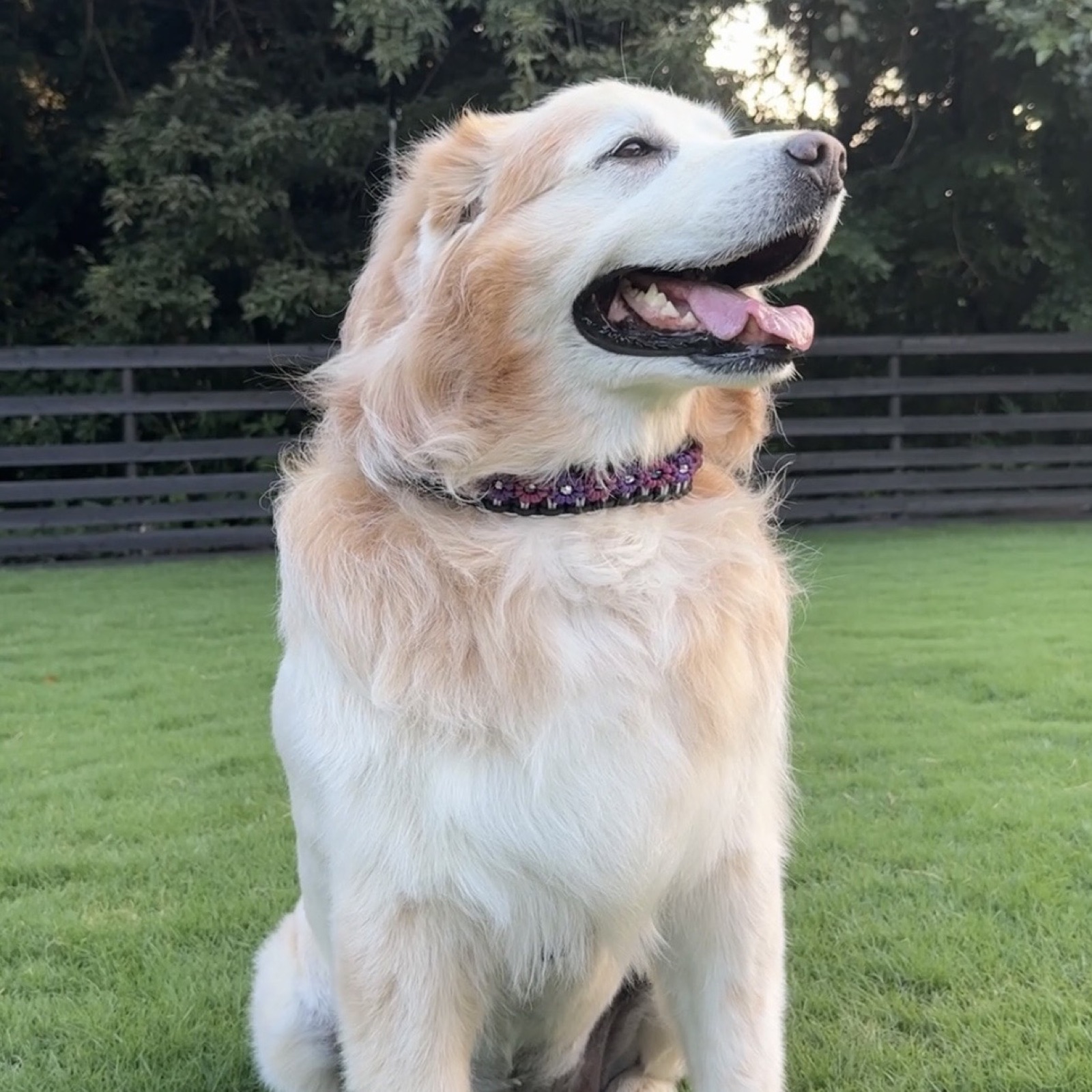 SPARQ COLLaR