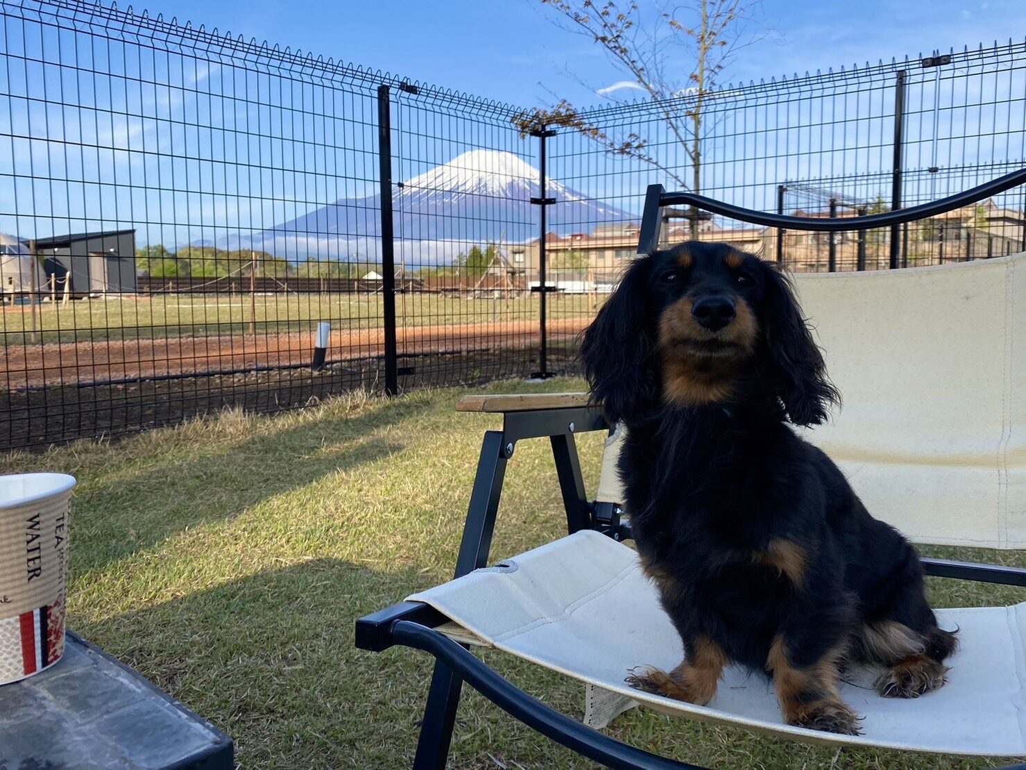 チェアに座るダックスフンドと富士山