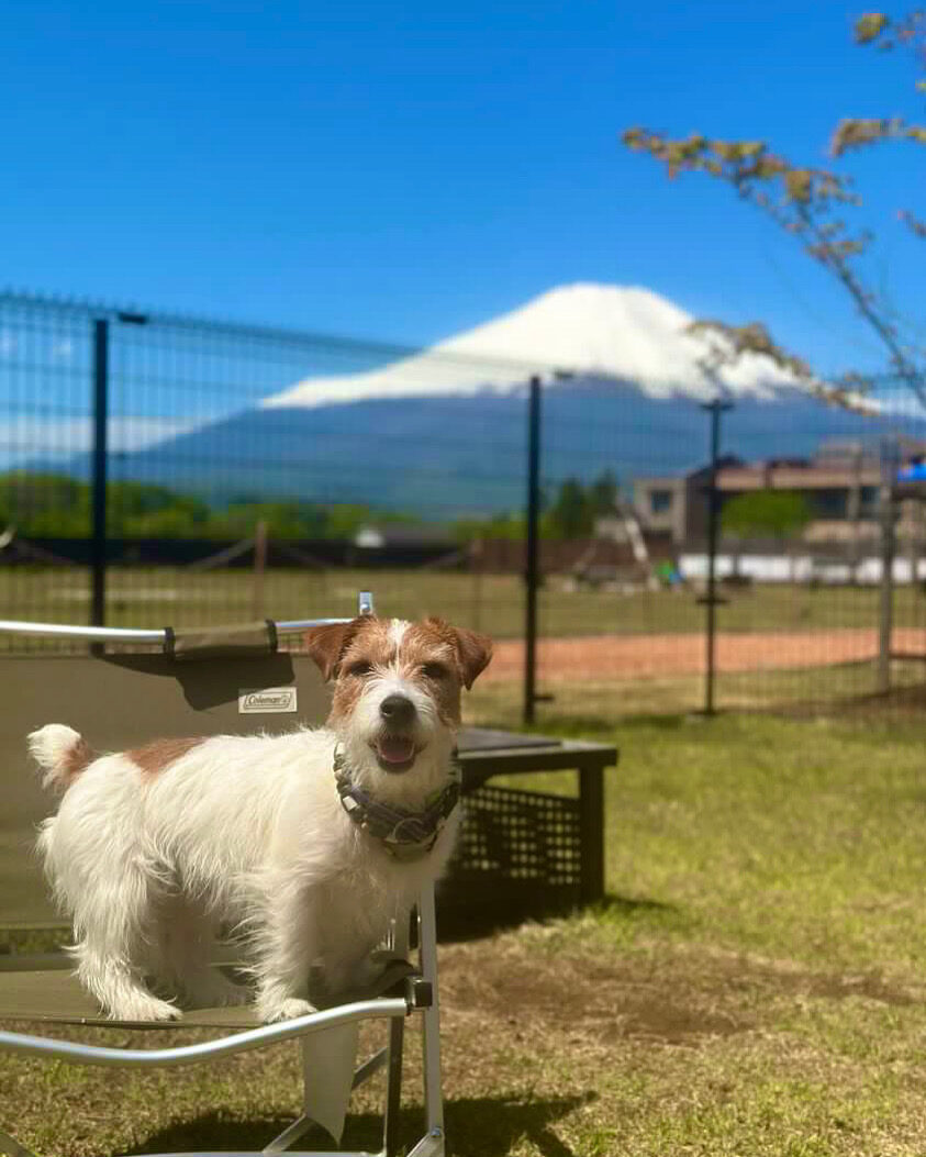 庭のチェアに立つジャックラッセルテリアと富士山