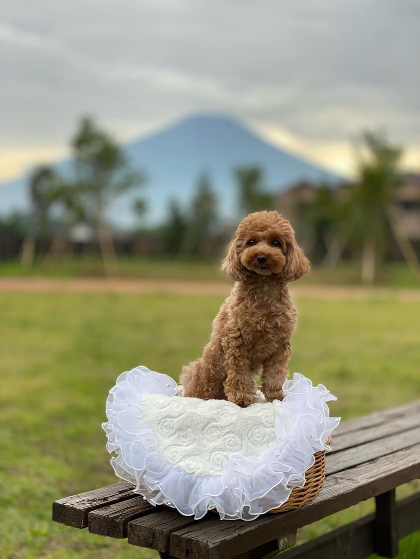 富士山を背にしたトイプードル
