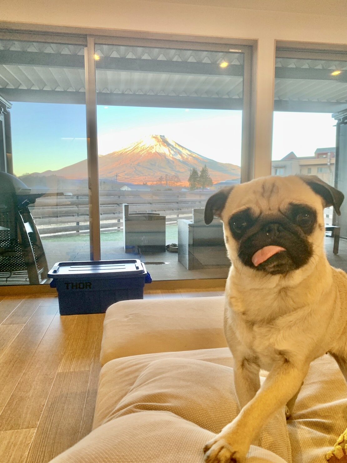 窓辺のパグと富士山