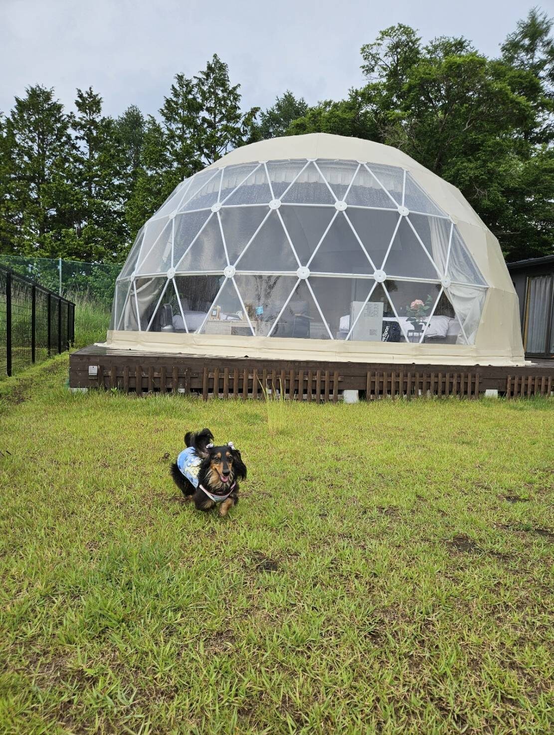 ドームの前の芝生を走るダックスフンド