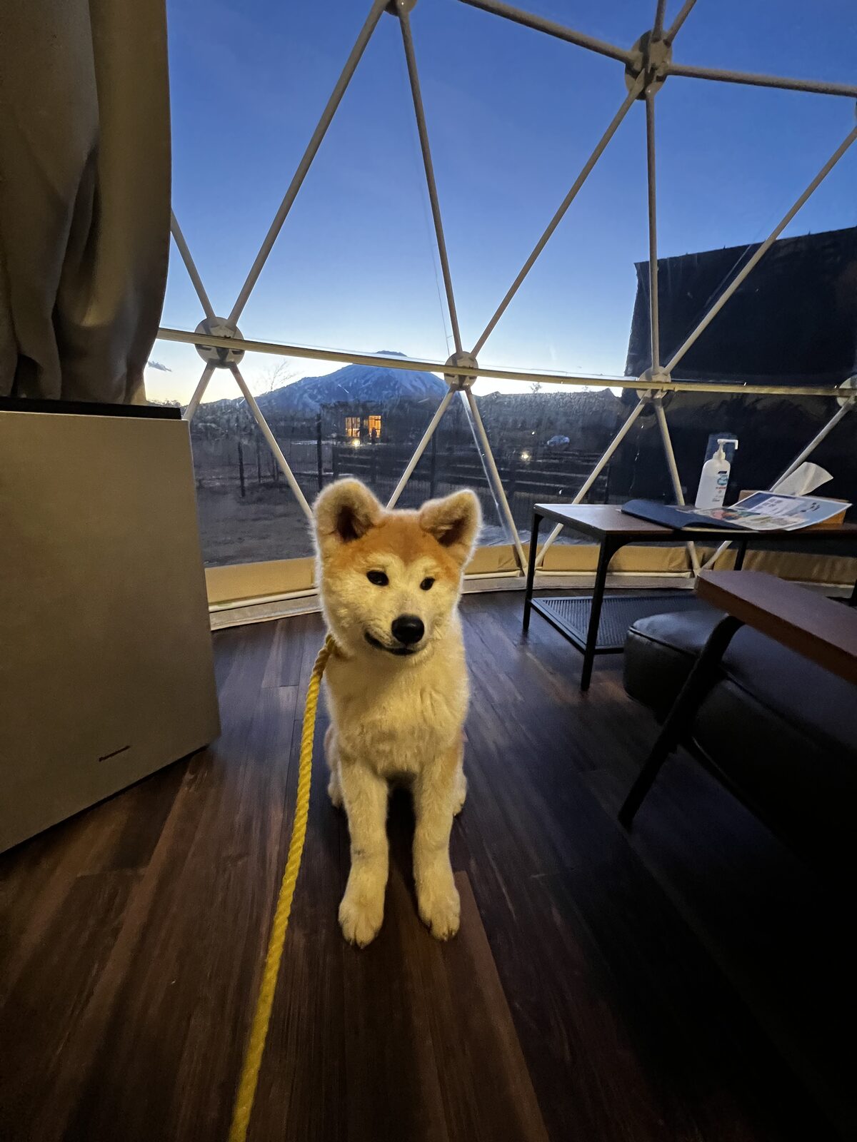 ドームの室内から、透明パネルごしに見える夕暮れの富士山と犬