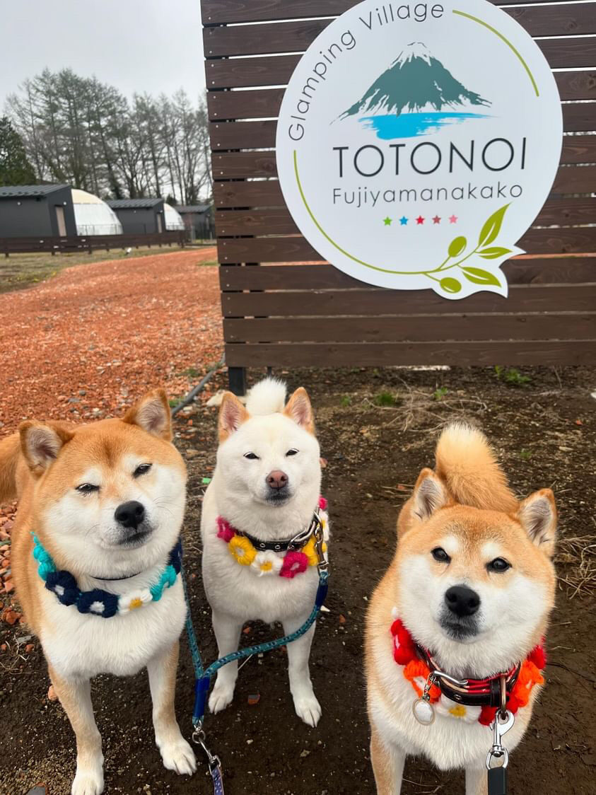 TOTONOIの看板の前に並ぶ柴犬3頭